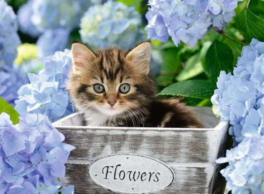 Rompecabezas Gatito en la Cesta XXL 300 piezas