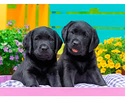 Rompecabezas Vida de Perritos XXL 300 piezas