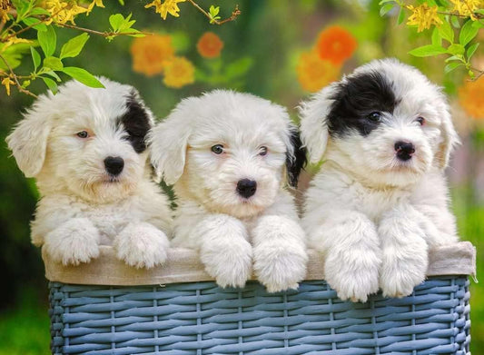 Rompecabezas Cachorros Mimosos XXL 200 piezas