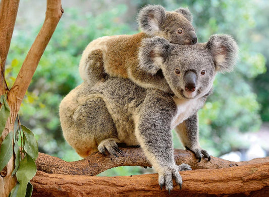 Rompecabezas Amor de Koala XXL 200 piezas