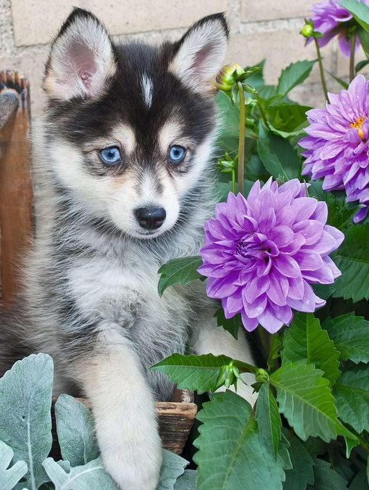 Rompecabezas Cachorro de Husky 500 piezas