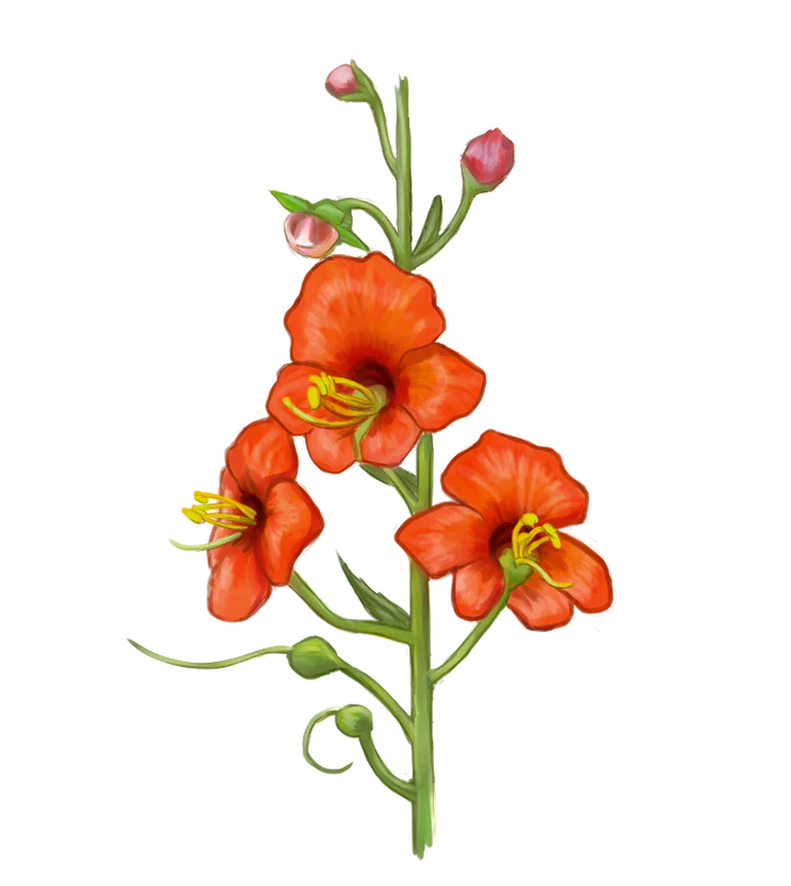 Kanpur: El desierto florido