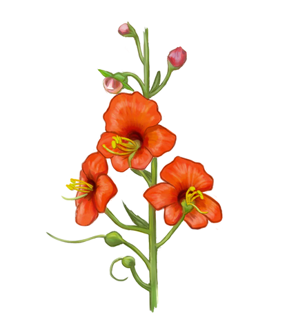 Kanpur: El desierto florido