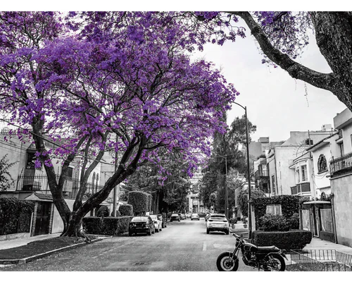 Viva México Jacarandas, Ciudad de México Rompecabezas 1000 Piezas Anatolian