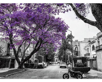 Viva México Jacarandas, Ciudad de México Rompecabezas 1000 Piezas Anatolian